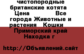 чистопородные британские котята › Цена ­ 10 000 - Все города Животные и растения » Кошки   . Приморский край,Находка г.